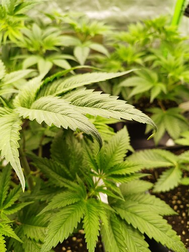 Growreport Bild 4