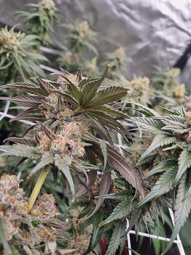 Growreport Bild 4