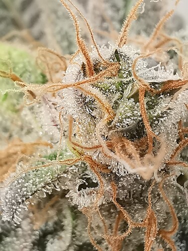 Growreport Bild 30