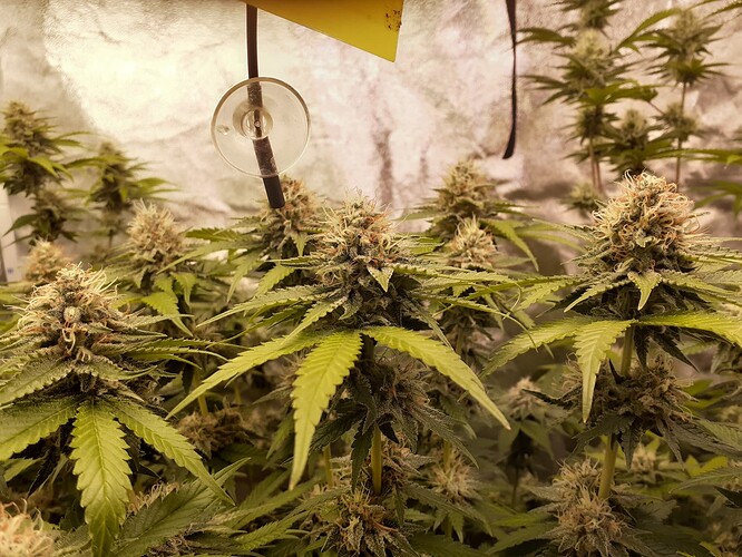 Growreport Bild 1