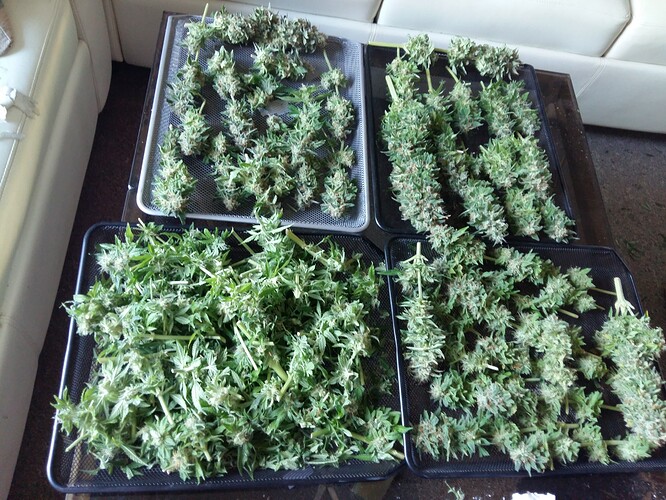 Growreport Bild 35