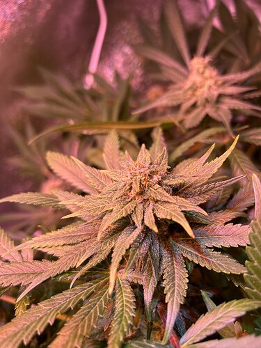 Growreport Bild 8