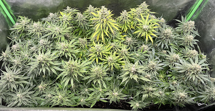 Growreport Bild 6