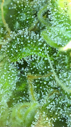 Growreport Bild 5