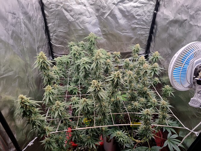 Growreport Bild 9
