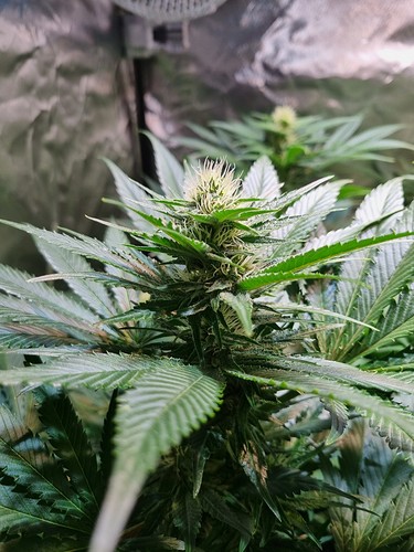 Growreport Bild 13