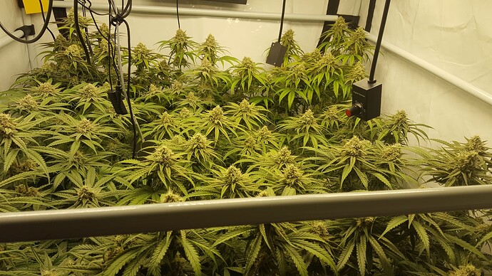 Growreport Bild 3