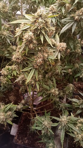 Growreport Bild 39