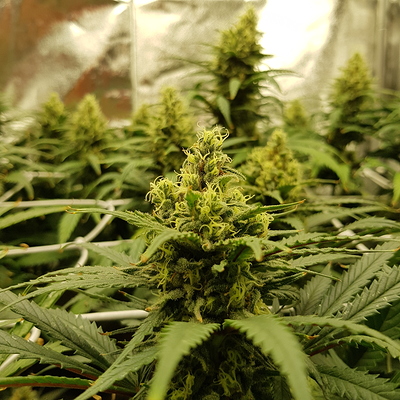 Growreport Bild 1