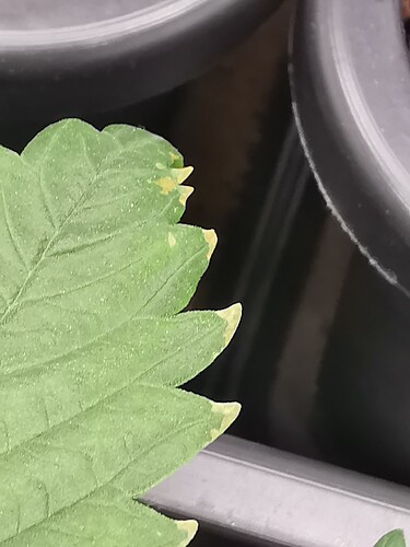 Growreport Bild 13