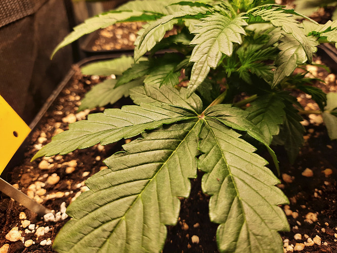 Growreport Bild 3