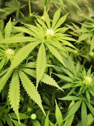 Growreport Bild 3