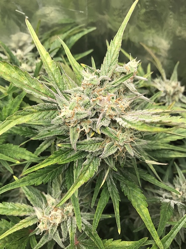 Growreport Bild 2
