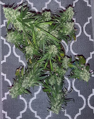 Growreport Bild 2