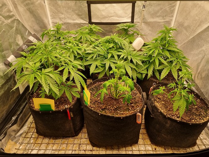 Growreport Bild 33