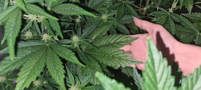 Growreport Bild 19
