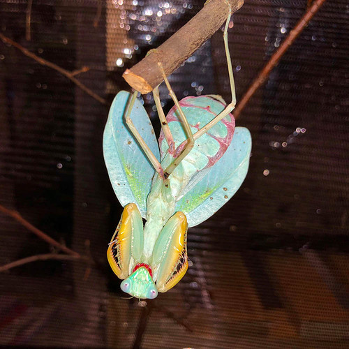 sphodromantis-gastrica-weibchen-adult-blau-drohend