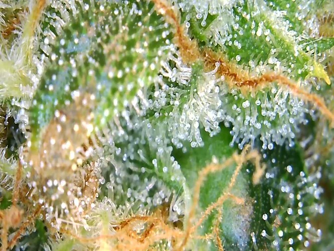 Growreport Bild 10