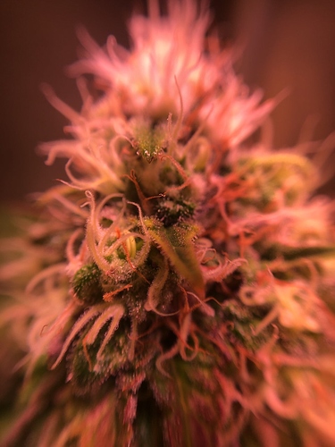 Growreport Bild 17