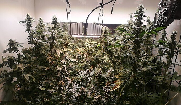 Growreport Bild 1