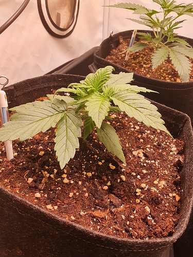 Growreport Bild 7