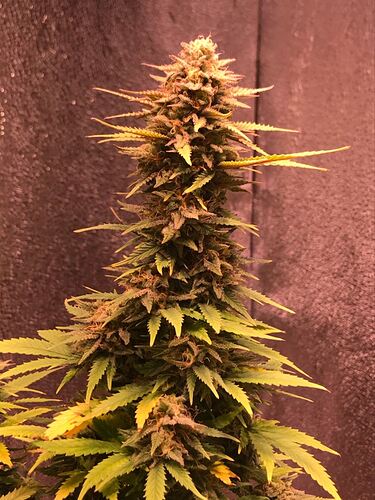 Growreport Bild 6