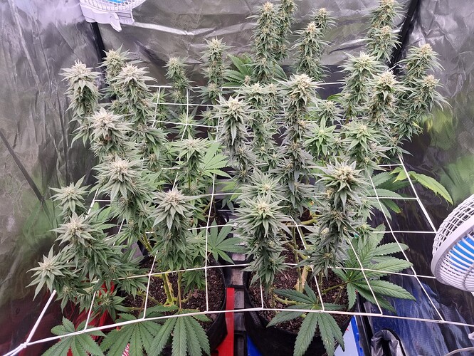 Growreport Bild 31