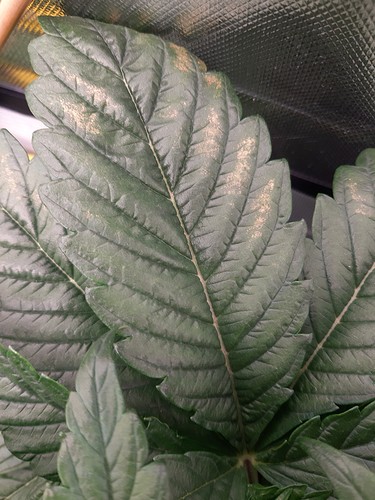 Growreport Bild 9