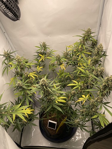 Growreport Bild 3