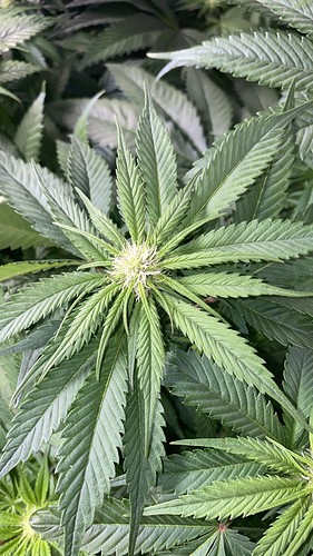 Growreport Bild 10