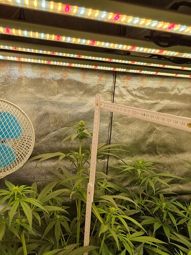 Growreport Bild 71