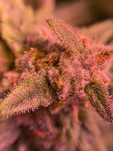 Growreport Bild 10