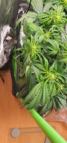 Growreport Bild 5