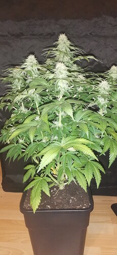 Growreport Bild 21