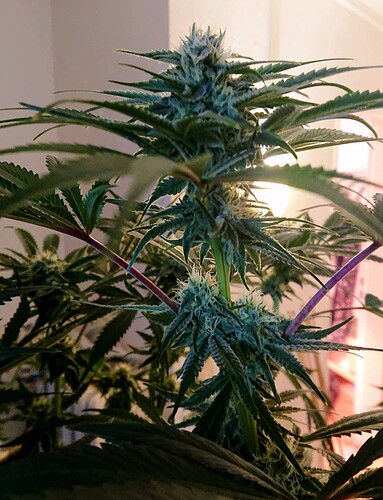 Growreport Bild 9