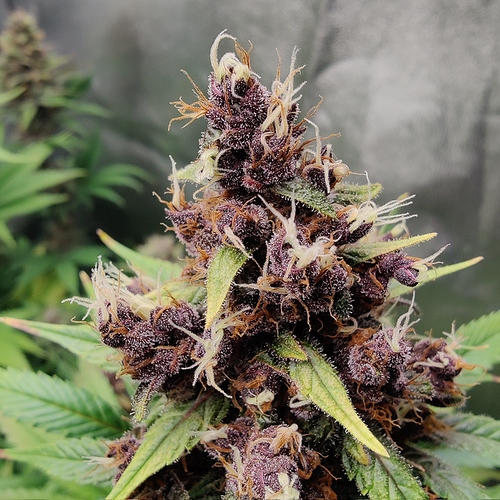 Growreport Bild 8