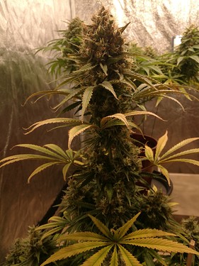 Growreport Bild 3