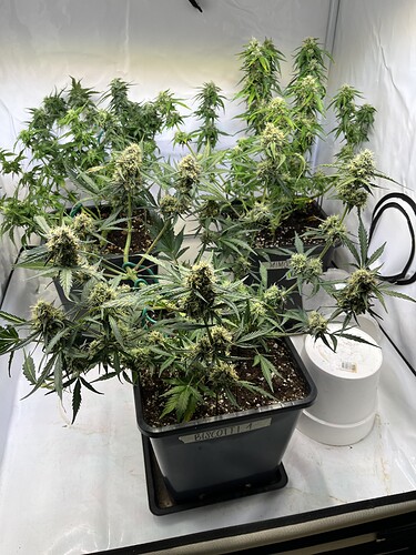 Growreport Bild 17