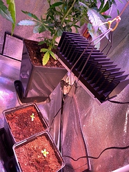 Growreport Bild 19