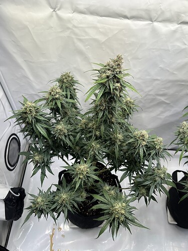 Growreport Bild 2