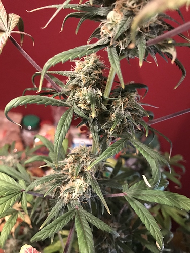 Growreport Bild 4