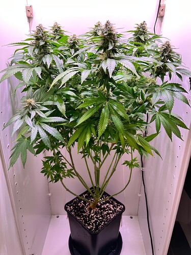 Growreport Bild 2