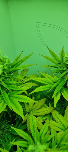 Growreport Bild 2