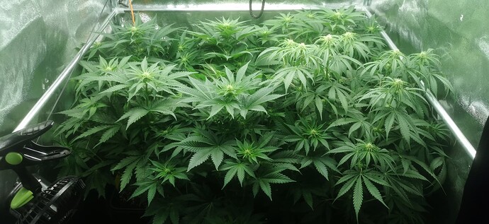 Growreport Bild 8