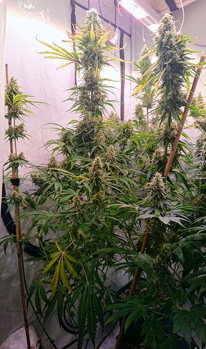 Growreport Bild 3