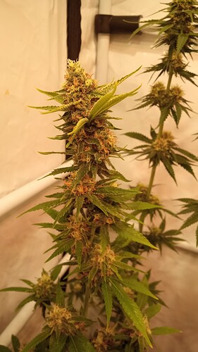Growreport Bild 51