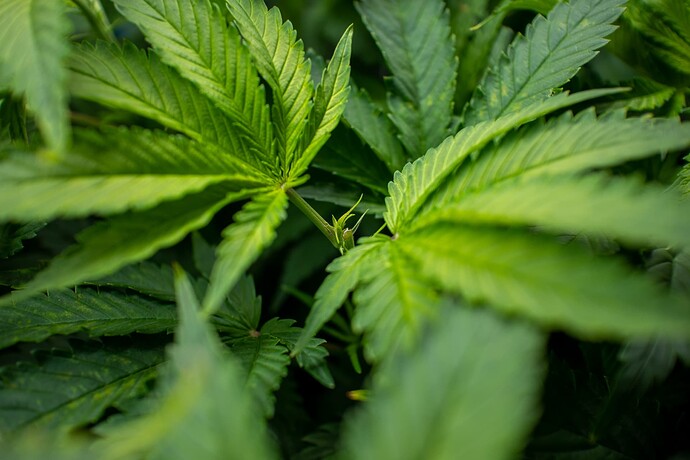 Growreport Bild 13