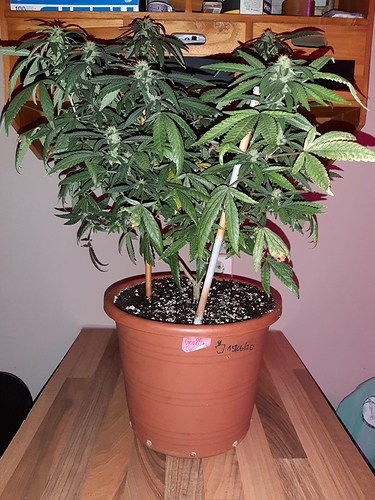 Growreport Bild 1