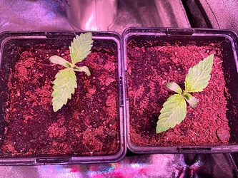 Growreport Bild 23