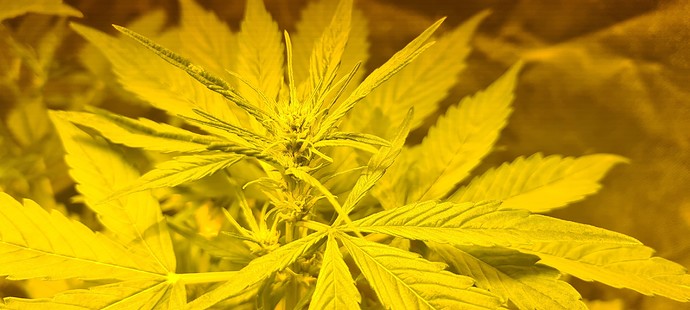 Growreport Bild 5